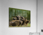 ANI 00093 Acrylic Print