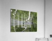 ANI 00118 Acrylic Print