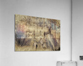 ANI 00115 Acrylic Print