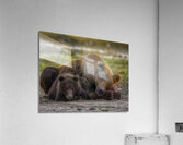 ANI 00132 Acrylic Print