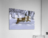 ANI 00140 Acrylic Print