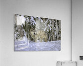 ANI 00146 Acrylic Print