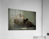 ANI 00123 Acrylic Print