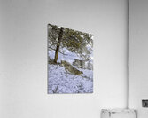 ANI 00150 Acrylic Print