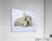 ANI 00144 Acrylic Print
