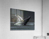 ANI 00124 Acrylic Print
