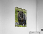 ANI 00134 Acrylic Print