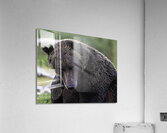 ANI 00133 Acrylic Print