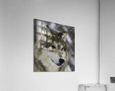 ANI 00147 Acrylic Print