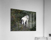 ANI 00121 Acrylic Print