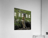 ANI 00180 Acrylic Print