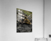 ANI 00178 Acrylic Print