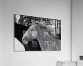 ANI 00158 Acrylic Print