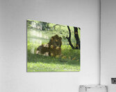 ANI 00167 Impression acrylique