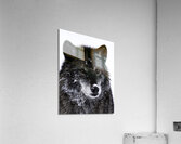ANI 00174 Acrylic Print