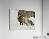 ANI 00151 Acrylic Print