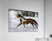ANI 00159 Acrylic Print