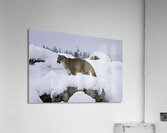 ANI 00154 Acrylic Print