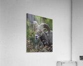 ANI 00168 Acrylic Print
