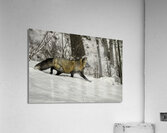 ANI 00152 Acrylic Print