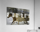 ANI 00157 Acrylic Print