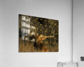 ANI 00171 Acrylic Print