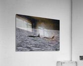 ANI 00179 Acrylic Print