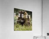 ANI 00163 Acrylic Print