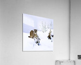ANI 00153 Acrylic Print