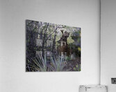 ANI 00165 Acrylic Print