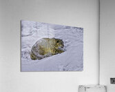 ANI 00156 Acrylic Print