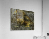 ANI *00204 Acrylic Print