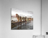ANI 00182 Acrylic Print