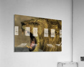 ANI 00203 Acrylic Print