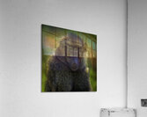 ANI 00209 Acrylic Print