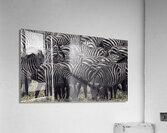 ANI 00210 Acrylic Print