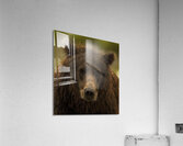 ANI 00200 Acrylic Print