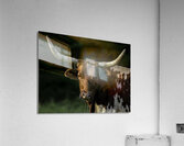 ANI 00199 Acrylic Print