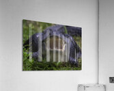 ANI 00190 Acrylic Print