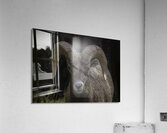 ANI 00189 Acrylic Print