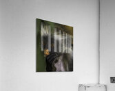ANI 00205 Acrylic Print