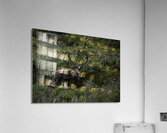 ANI 00181 Acrylic Print