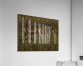 ANI 00192 Acrylic Print