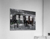 ANI 00197 Acrylic Print