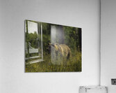 ANI 00195 Acrylic Print