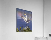 BIR 00229 Acrylic Print