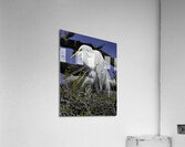 BIR 00211 Acrylic Print