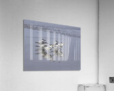 BIR 00231 Acrylic Print