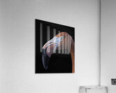 BIR 00230 Acrylic Print