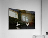 BIR 00227 Acrylic Print